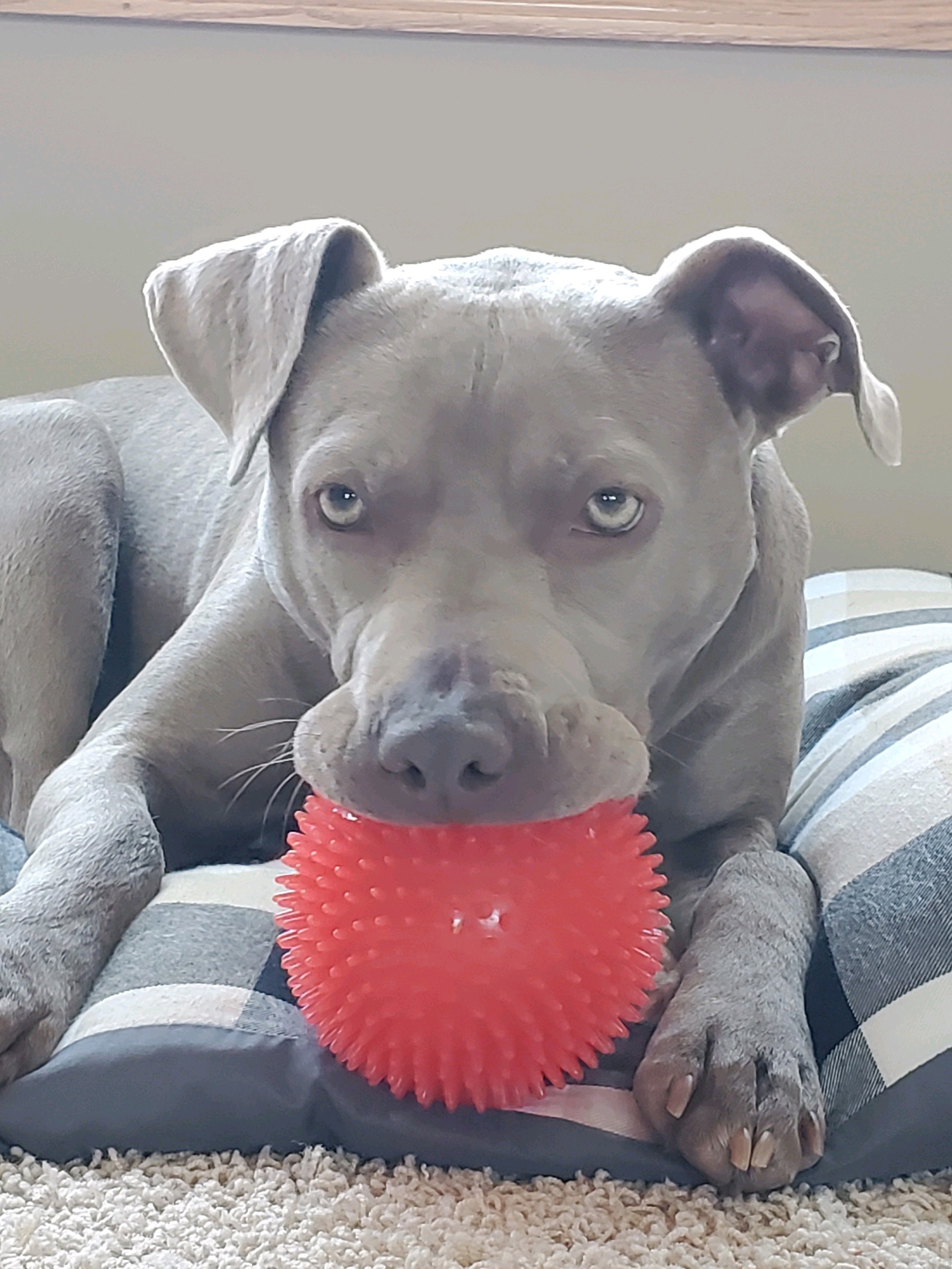 Dog Luna