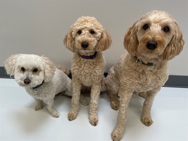 Three dogs - office assistants